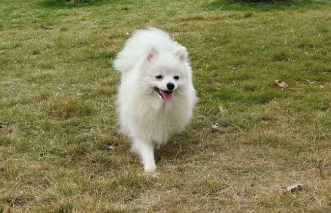 纯种博美犬多少钱一只？