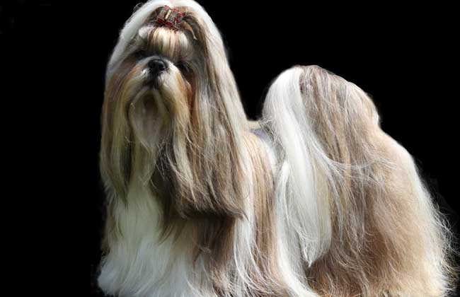 西施犬多少钱一只？