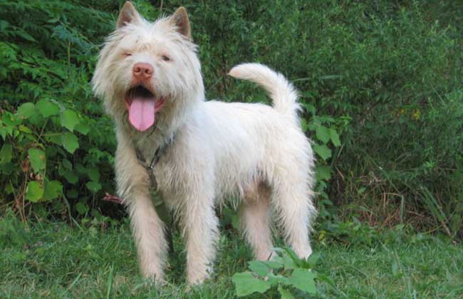 下司犬多少钱一只？