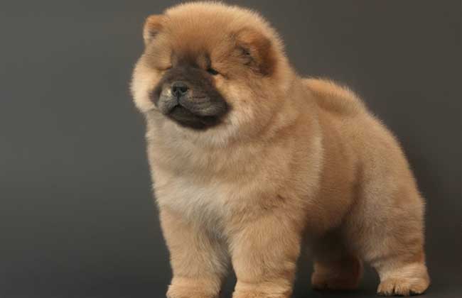 松狮犬多少钱一只？