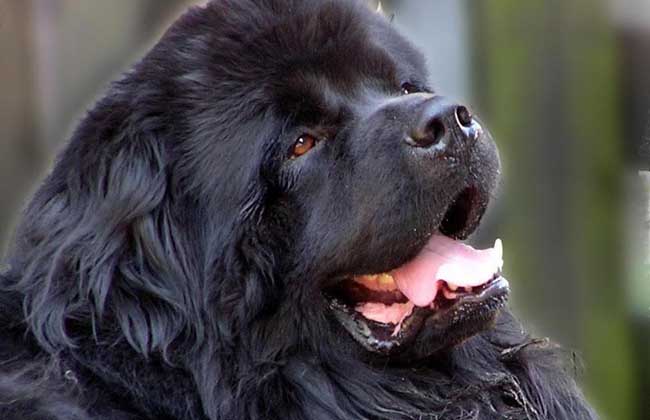 纽芬兰犬多少钱一只？
