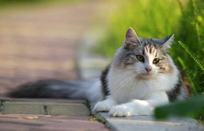 挪威森林猫多少钱一只？