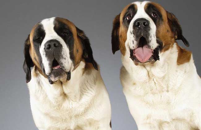 圣伯纳犬多少钱一只？