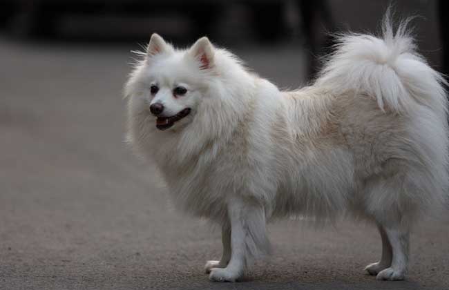 日本狐狸犬多少钱一只？