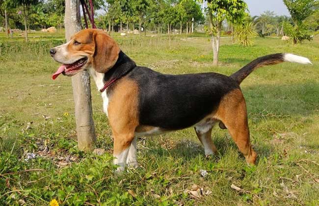 比格猎兔犬多少钱一只？