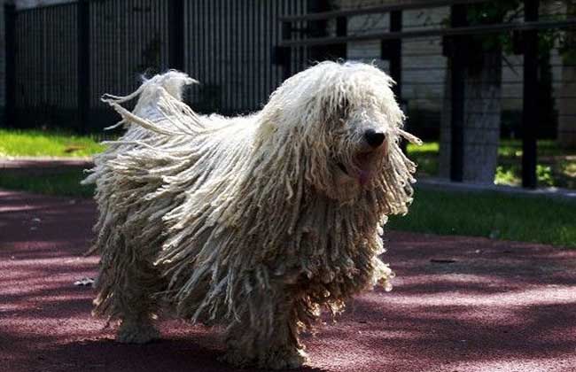 可蒙犬多少钱一只？
