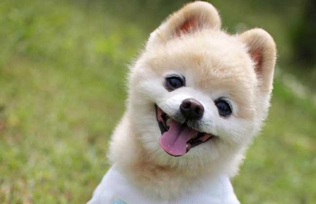 俊介犬多少钱一只？