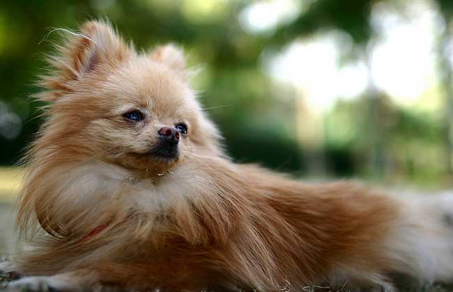 狐狸犬价格多少钱一只？