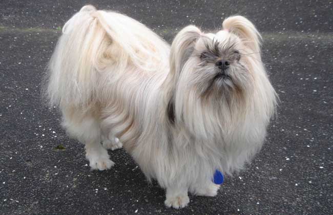 拉萨犬多少钱一只？