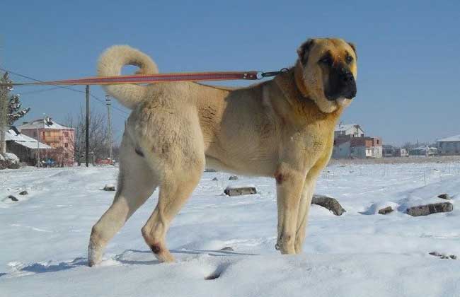 坎高犬多少钱一只？