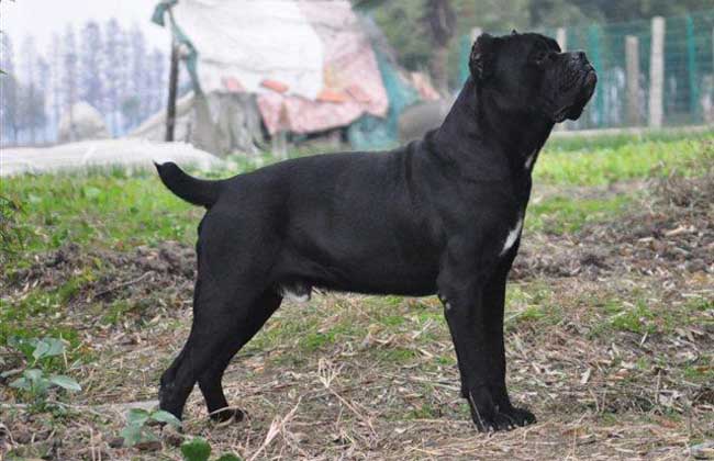 卡斯罗犬多少钱一只？