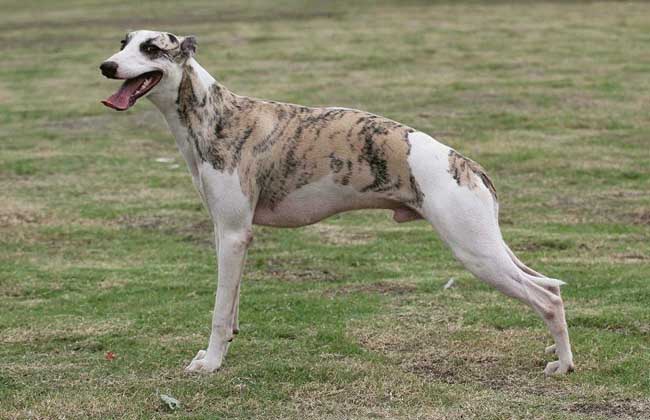 惠比特犬多少钱一只？