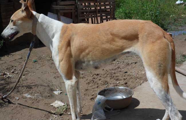 格力犬多少钱一只？