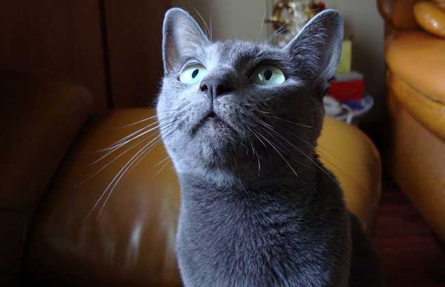 俄罗斯蓝猫多少钱一只？