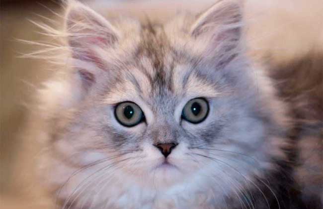 金吉拉猫多少钱一只？