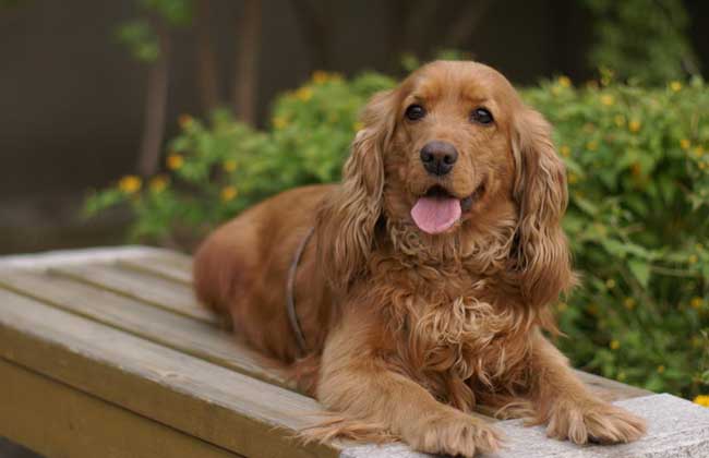 可卡犬多少钱一只？