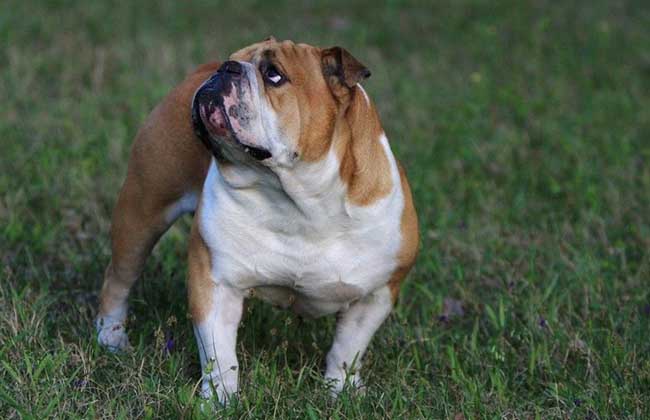 英国斗牛犬多少钱一只？