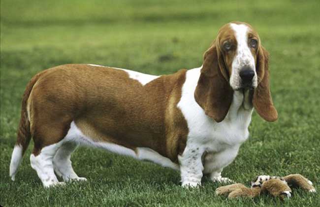 巴吉度猎犬多少钱一只？