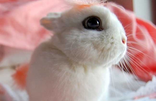 海棠兔多少钱一只？