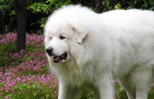 大白熊犬价格多少钱？