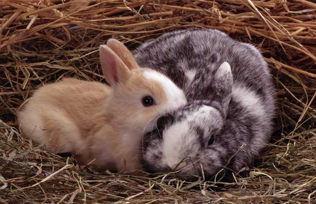 迷你兔多少钱一只？