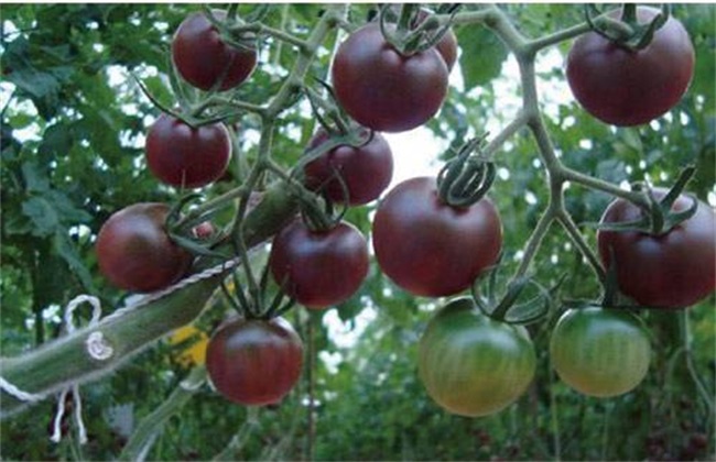黑番茄 价格 多少钱一斤
