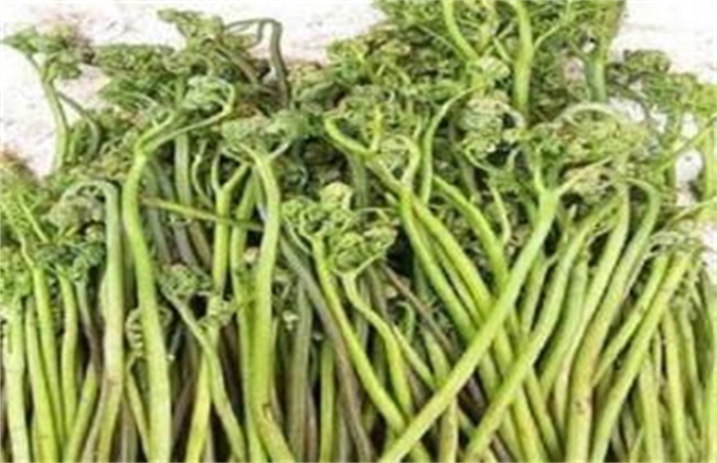 蕨菜多少钱一斤