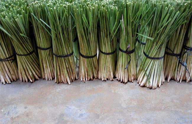 香茅草多少钱一斤