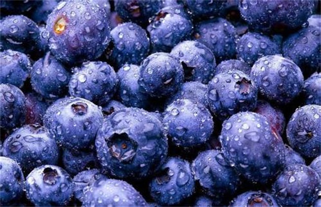 蓝莓多少钱一斤