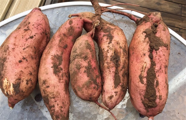 红薯 多少钱一斤 2018