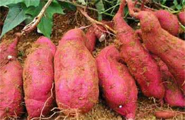 红薯 多少钱一斤 2018