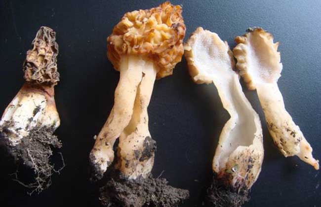 羊肚菌的价格多少钱一斤