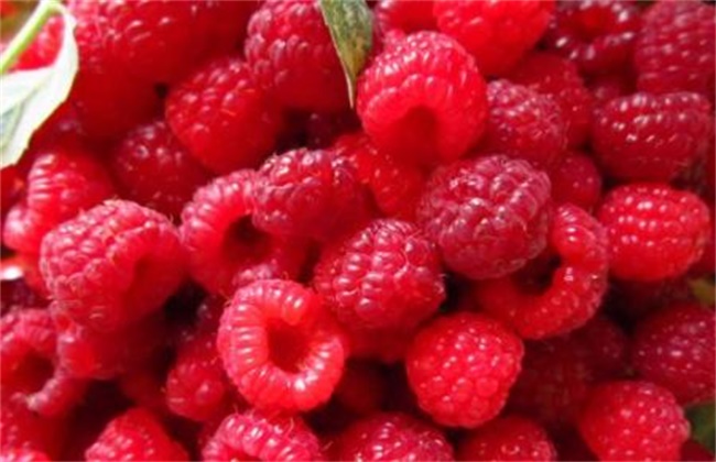 山莓多少钱一斤