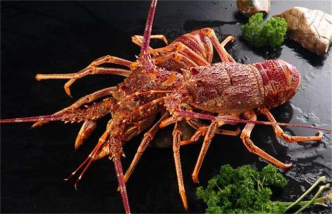 澳洲龙虾价格多少钱一斤