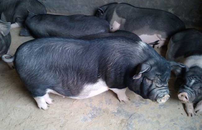 香猪肉多少钱一斤