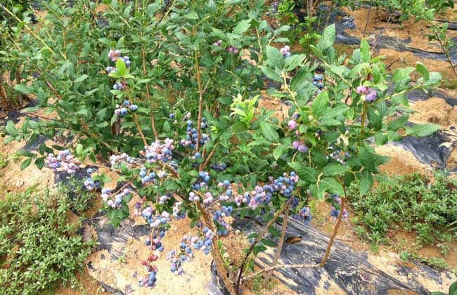蓝莓树苗