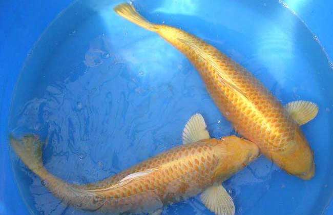黄金锦鲤鱼