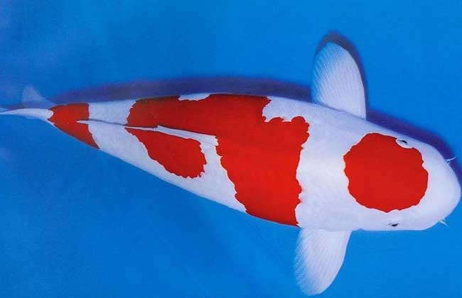 红白锦鲤鱼