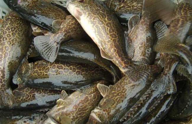 野生桂鱼多少钱一斤