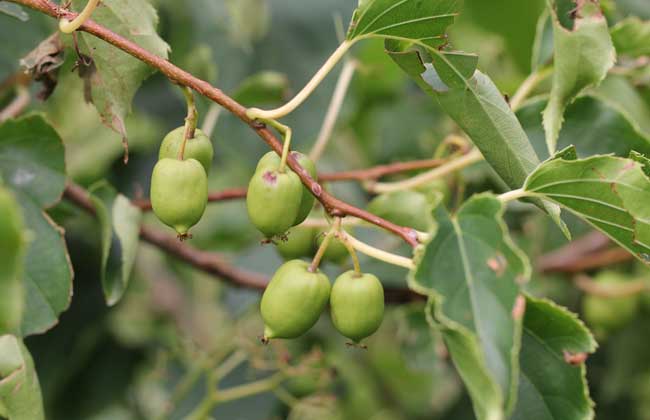 软枣猕猴桃多少钱一斤