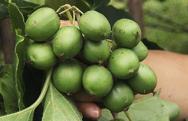 软枣猕猴桃多少钱一斤