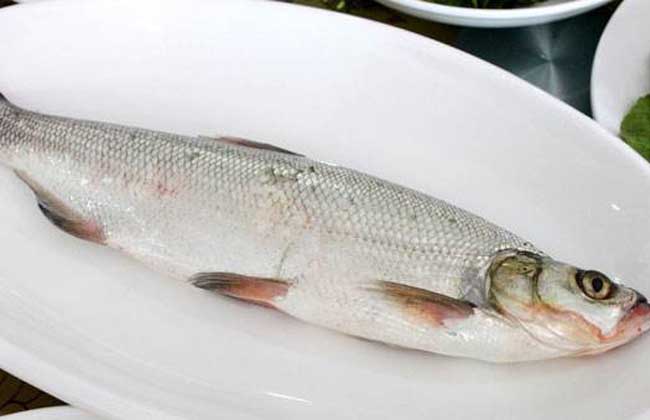 白条鱼价格