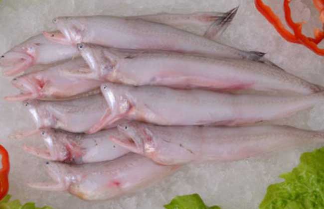 龙头鱼多少钱一斤