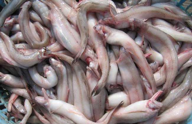 龍頭魚多少錢一斤