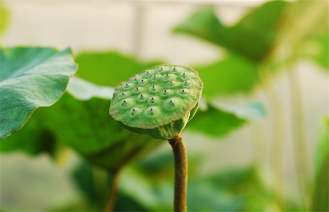 莲子多少钱一斤