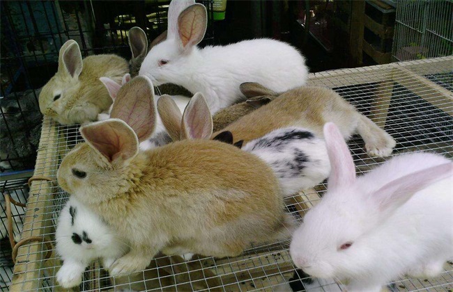獭兔价格多少钱一斤