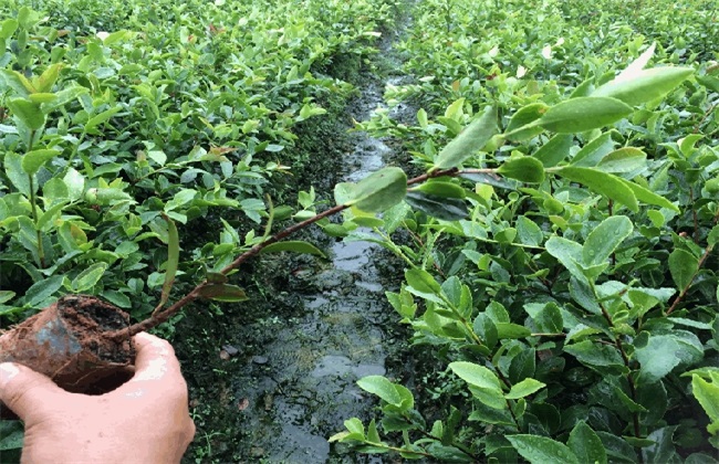 油茶苗价格多少钱一株