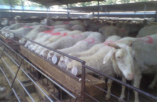 羊肉价格