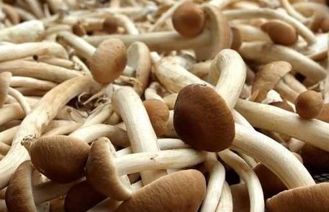 茶树菇价格多少钱一斤