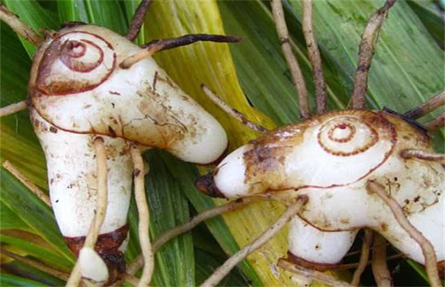 白芨价格多少钱一斤